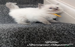 Ragdoll cats for sale: GCCF Pedigree Ragdoll Kittens Champion Lines - Image 7