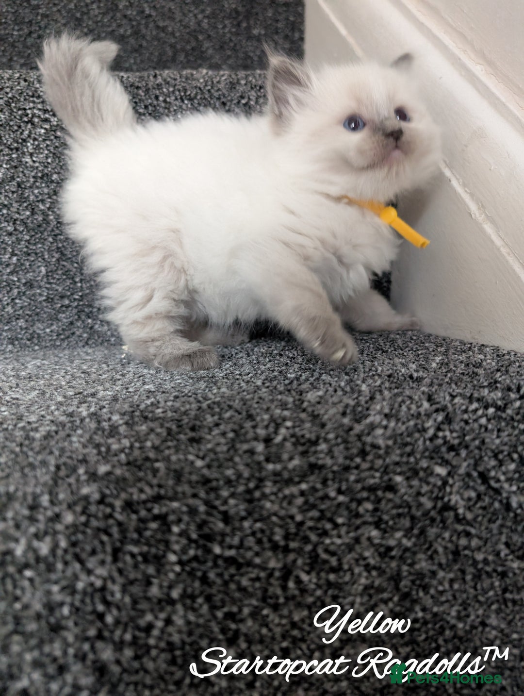 Ragdoll cats for sale: GCCF Pedigree Ragdoll Kittens Champion Lines - Image 7