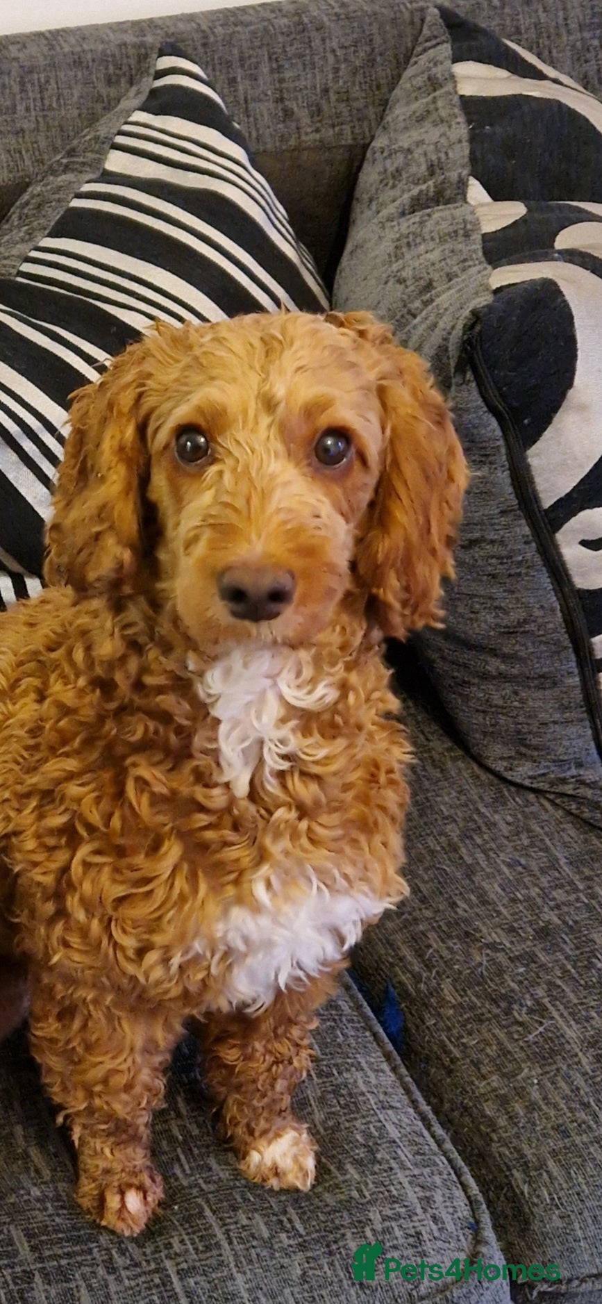 Cockapoo dogs 10 Months Cockapoo - Advert 2