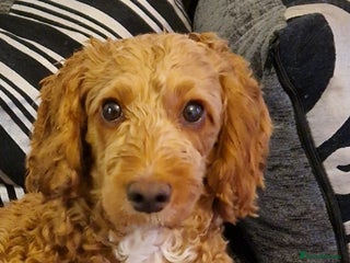 Cockapoo dogs 10 Months Cockapoo - Advert 6