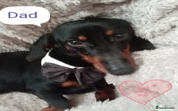 Dachshund dogs for sale: Miniature Dachshund puppies for sale  - Image 7