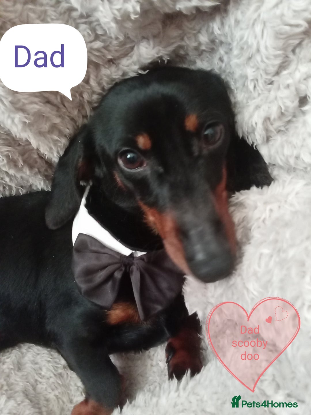 Dachshund dogs for sale: Miniature Dachshund puppies for sale  - Image 7