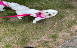 Maltese dogs for sale: KC Reg Korean Maltese girls - Image 31