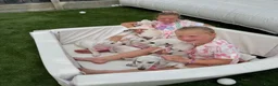 Miniature Dachshund dogs for sale: Pure White GHOST dachshunds - Advert 16