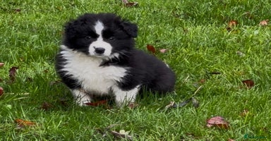 Border Collie dogs - Advert 3