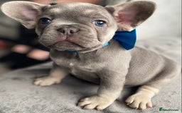 French Bulldog dogs for sale: French bulldog  puppies - Image 14