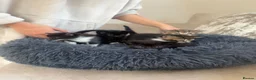 Burmese cats for sale: Burmese cross beautiful kittens in Leatherhead - Advert 6