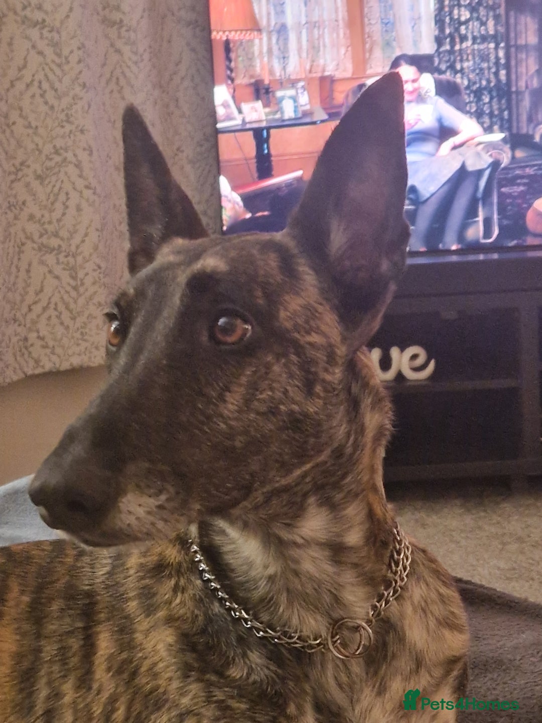 Mixed Breed dogs for sale: Sox a healthy 4 year old F Malinois-Saluki mixed - Image 4