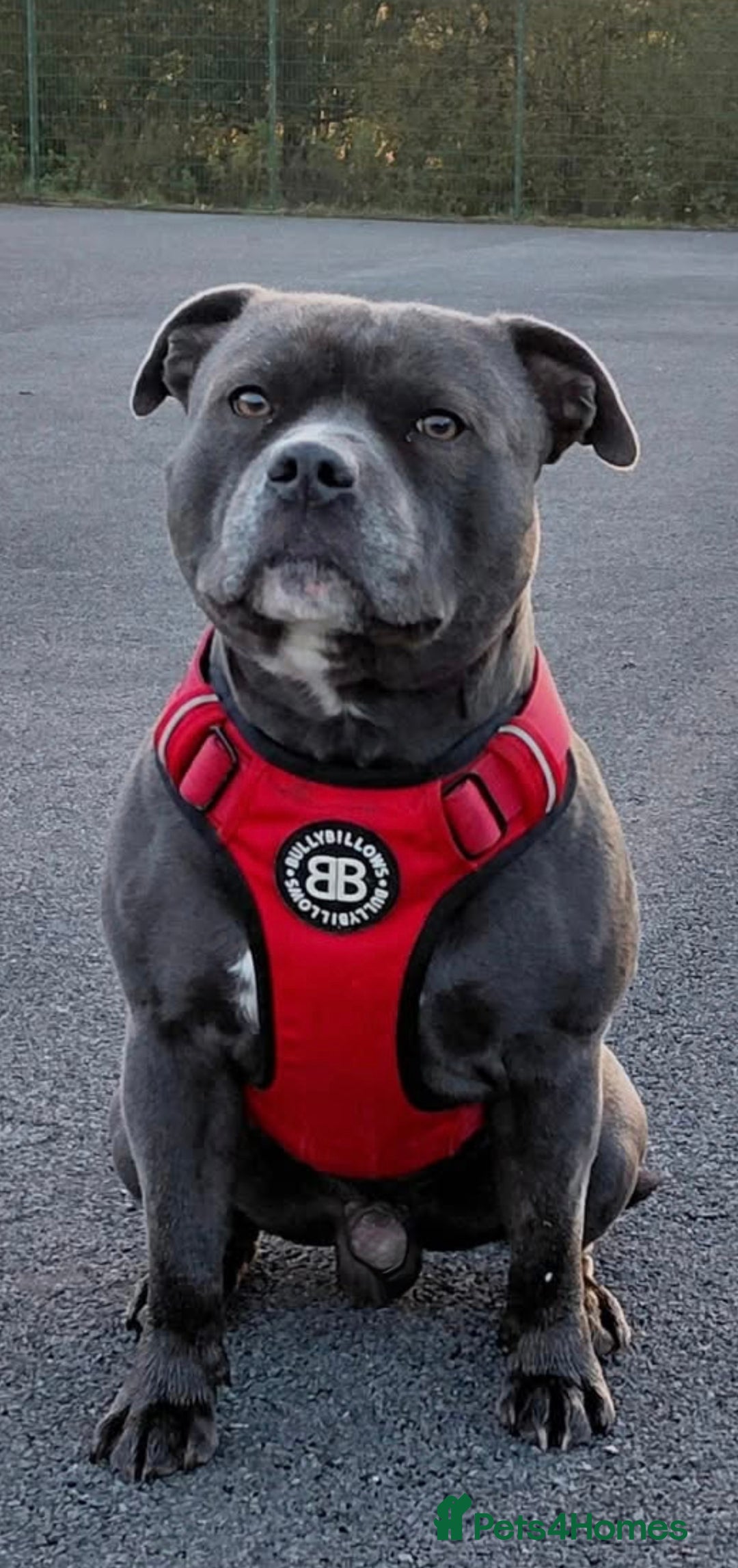 Staffordshire Bull Terrier dogs for sale: Blue Staffordshire Bull Terrier Champion Pup - Advert 24