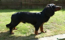 Cocker Spaniel dogs for stud: Black & tan KC Cocker Spaniel offered at stud - Image 3