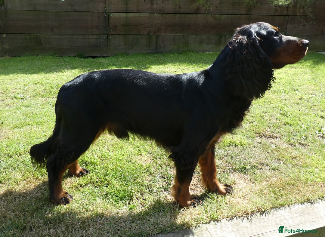 Cocker Spaniel dogs for stud: Black & tan KC Cocker Spaniel offered at stud - Image 3