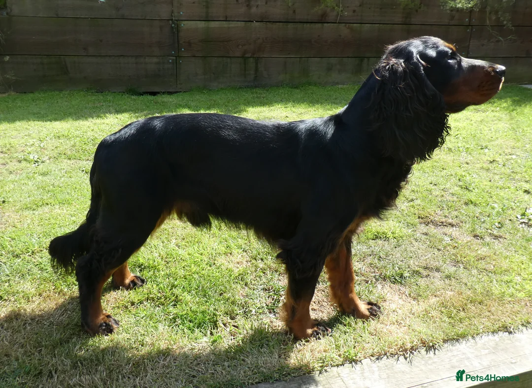 Cocker Spaniel dogs for stud: Black & tan KC Cocker, DNA tested, offered at stud - Advert 2