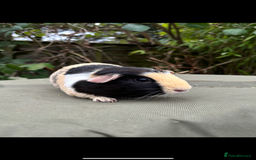 Guinea Pig rodents for sale: 2 pairs and Kavee cage - Image 7