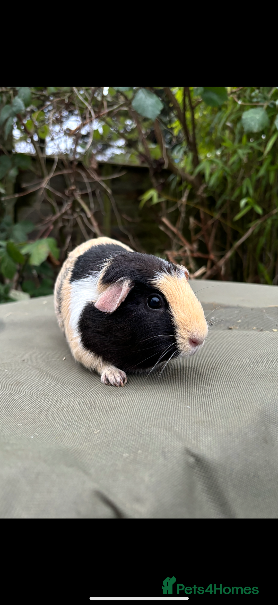 Guinea Pig rodents for sale: 2 pairs and Kavee cage - Image 7