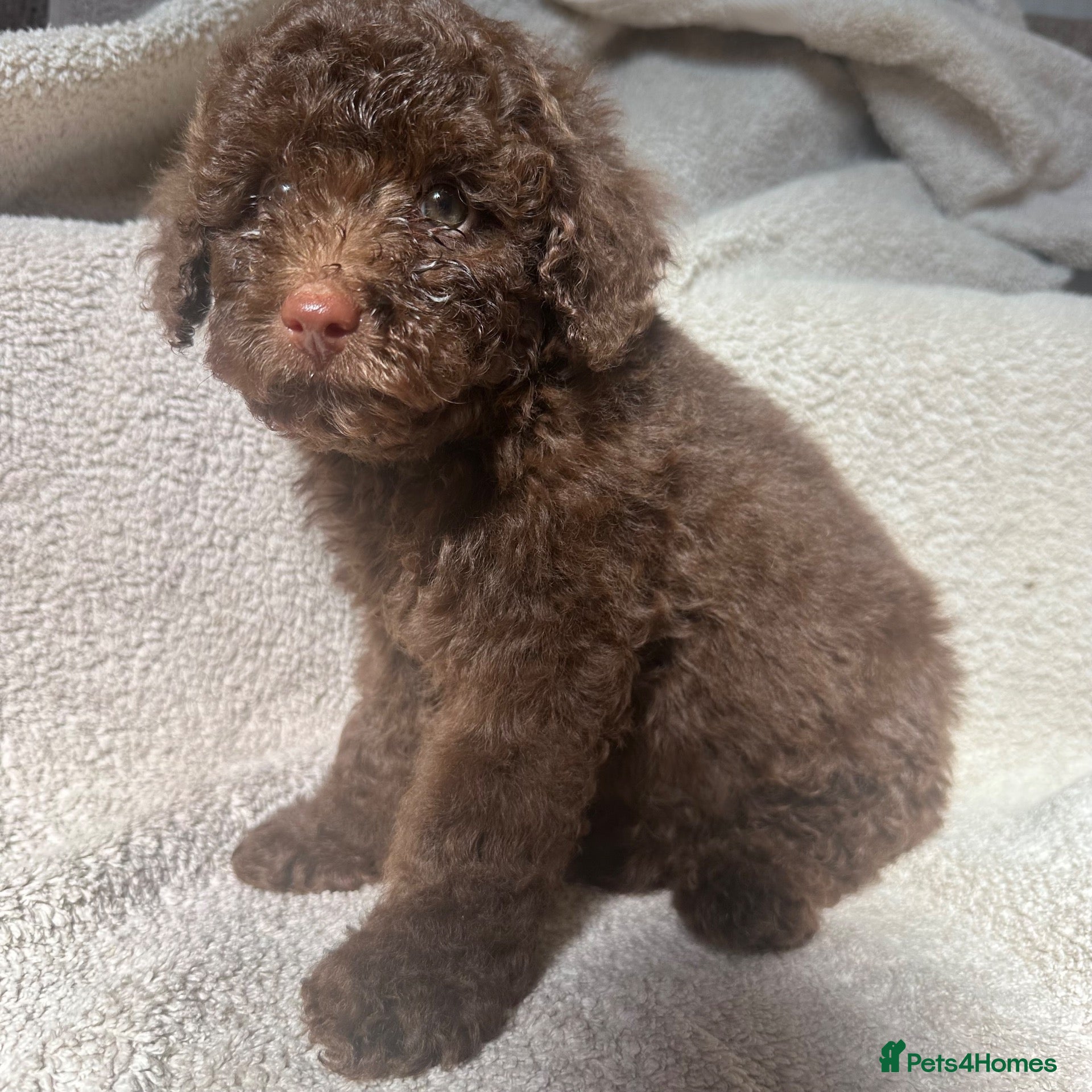 Poochon dogs Poochon pups - last one available  - Advert 8