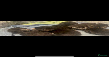 Bengal cats - Advert 9