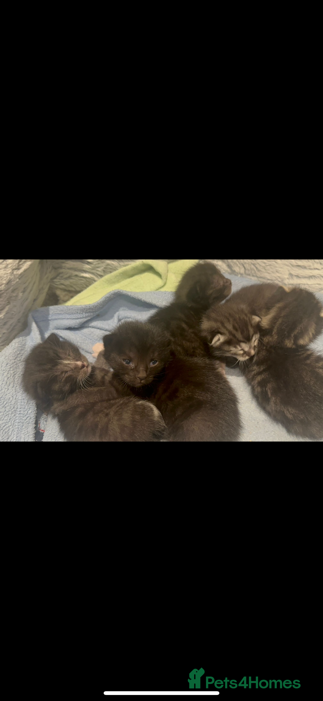 Bengal cats for sale: Queen boo 💕❤️ - Image 3