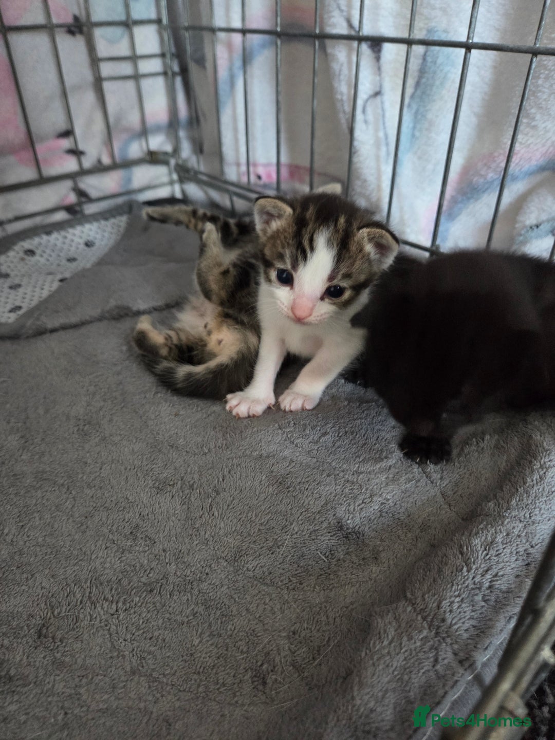 Mixed Breed cats for sale: Two beautiful girls. Ready to leave Saturday  - Image 11