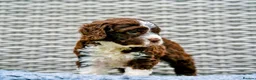 Spanish Water Dog dogs for sale: KC Spanish Water Dog Pups-Coastal Raised with ENS  - Advert 7
