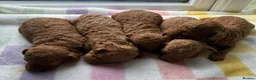 Toy Poodle dogs for sale: BEAUTIFUL KENNEL CLUB REG!! TOY POODLE - Advert 2