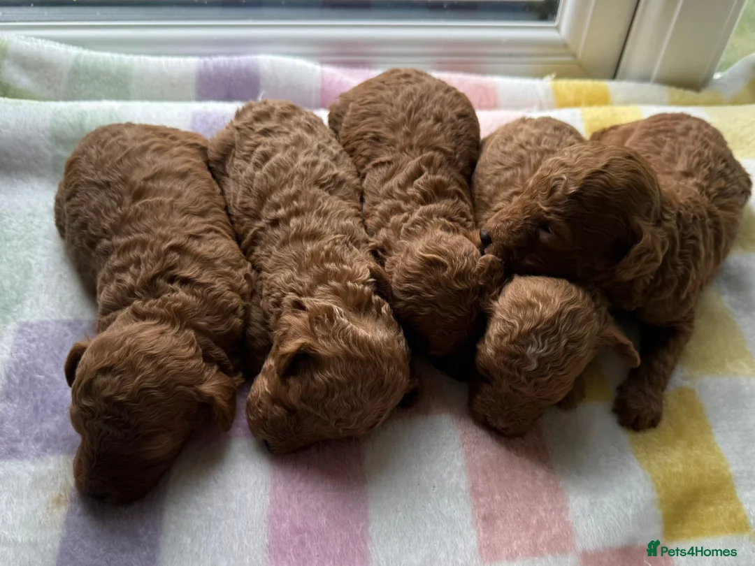 Toy Poodle dogs for sale: BEAUTIFUL KENNEL CLUB REG!! TOY POODLE - Advert 2
