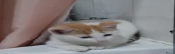 Mixed Breed cats for sale: Two ginger and white kittens  - Advert 2