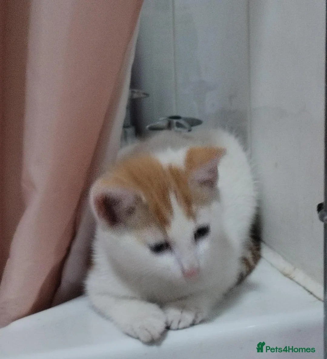 Mixed Breed cats for sale: Two ginger and white kittens  - Advert 2