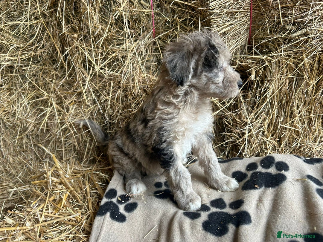 Bordoodle dogs for sale: Beautiful Bordoodle puppies - Image 13