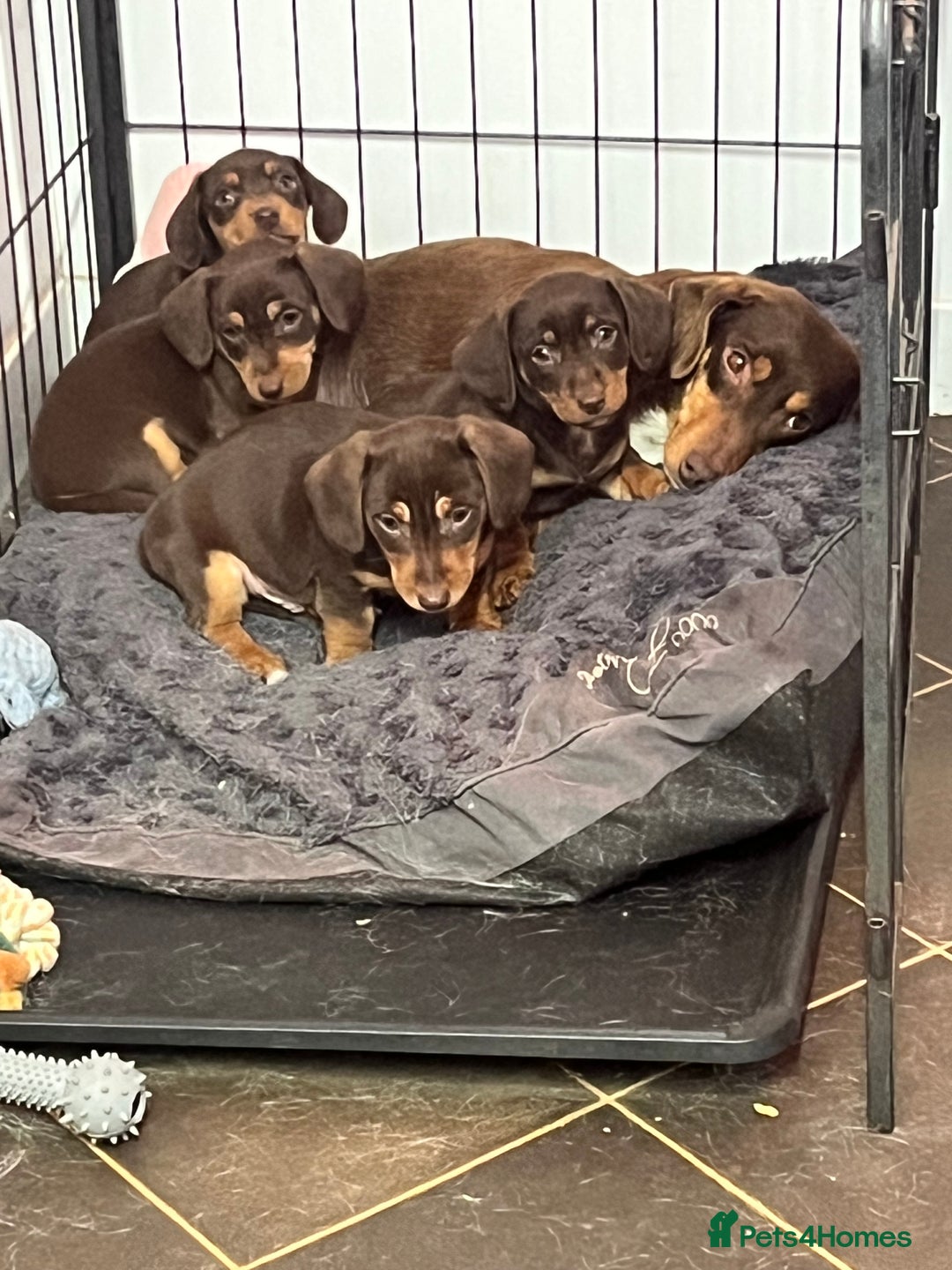 Dachshund dogs for sale: stunning gorgeous litter  - Advert 4
