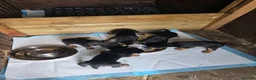 Huntaway dogs for sale: New Zealand Huntaway pups in Lochgilphead - Advert 7