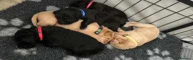 Labrador Retriever 6