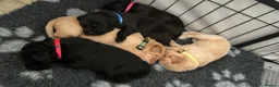 Labrador Retriever dogs for sale: 7 Labrador puppies available. 2 boys, 5 girls.  - Advert 35