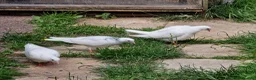 Pigeons birds for sale: White tumbler pigeons  - Advert 3