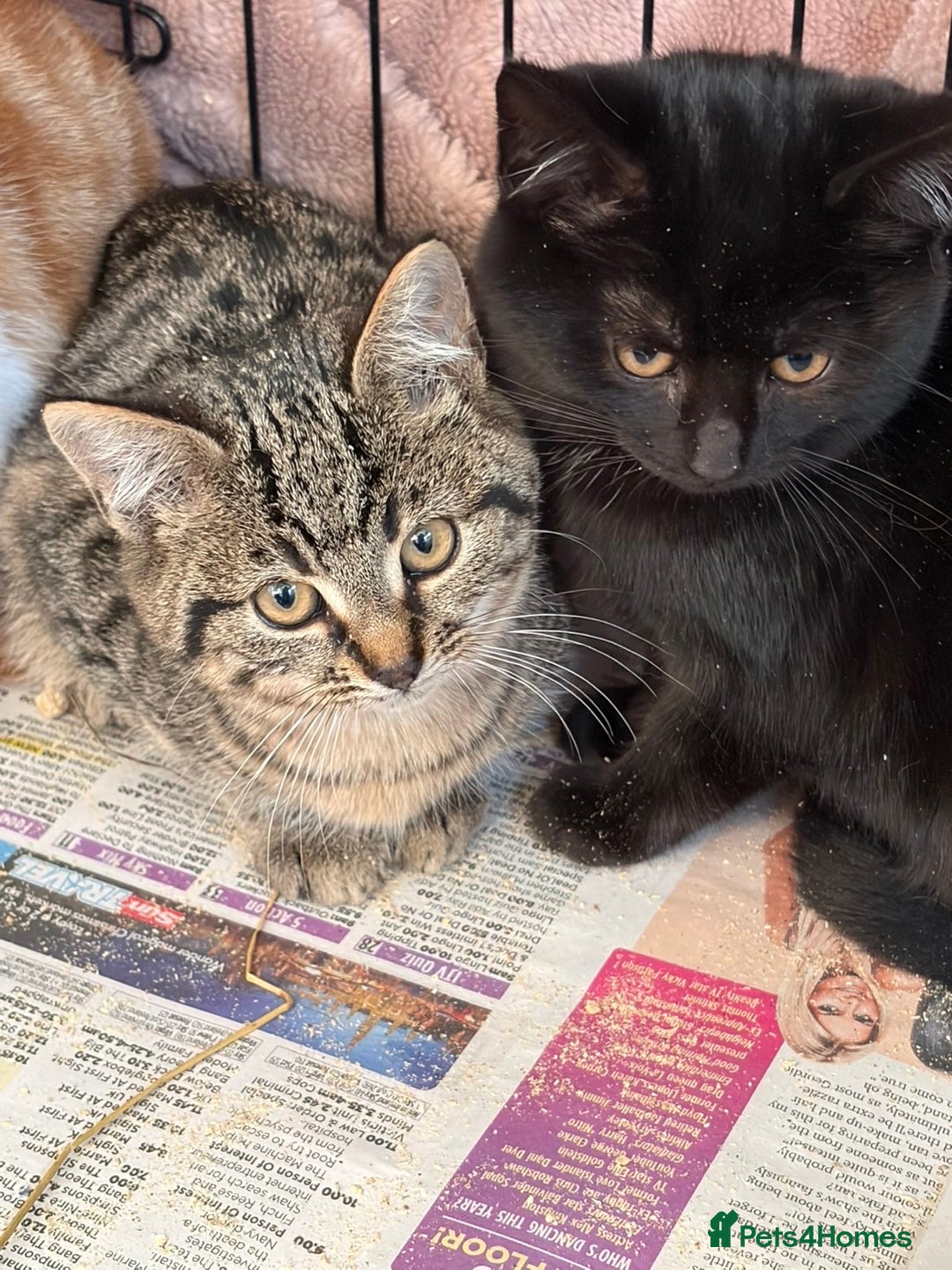 Mixed Breed cats for sale: Mixed rescue kittens  - Advert 4