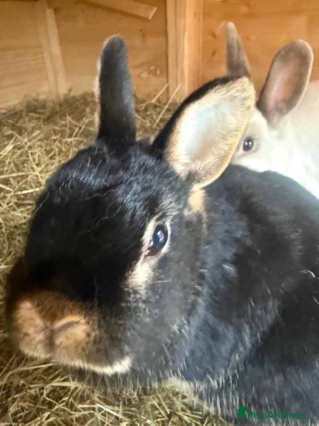 Dwarf Lop rabbits for sale: 2 rabbits and hutch - Image 7