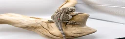 Bearded Dragon reptiles for sale: Bearded Dragon Hatchlings – Black Country Dragons - Advert 5