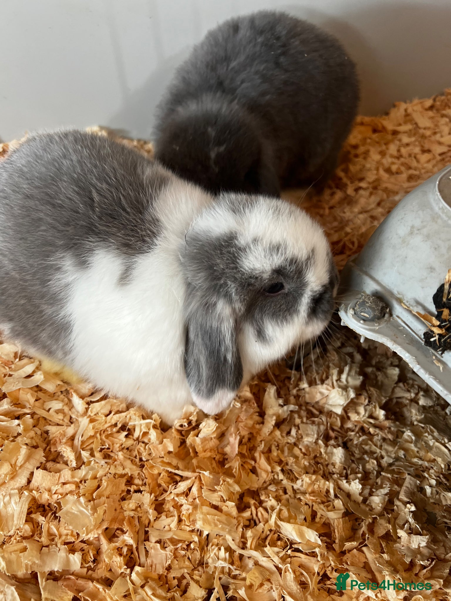 Mini Lop rabbits Mini lop baby rabbits  - Advert 2