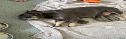 French Bulldog dogs for sale: KC Registered french bulldogs  - Advert 3