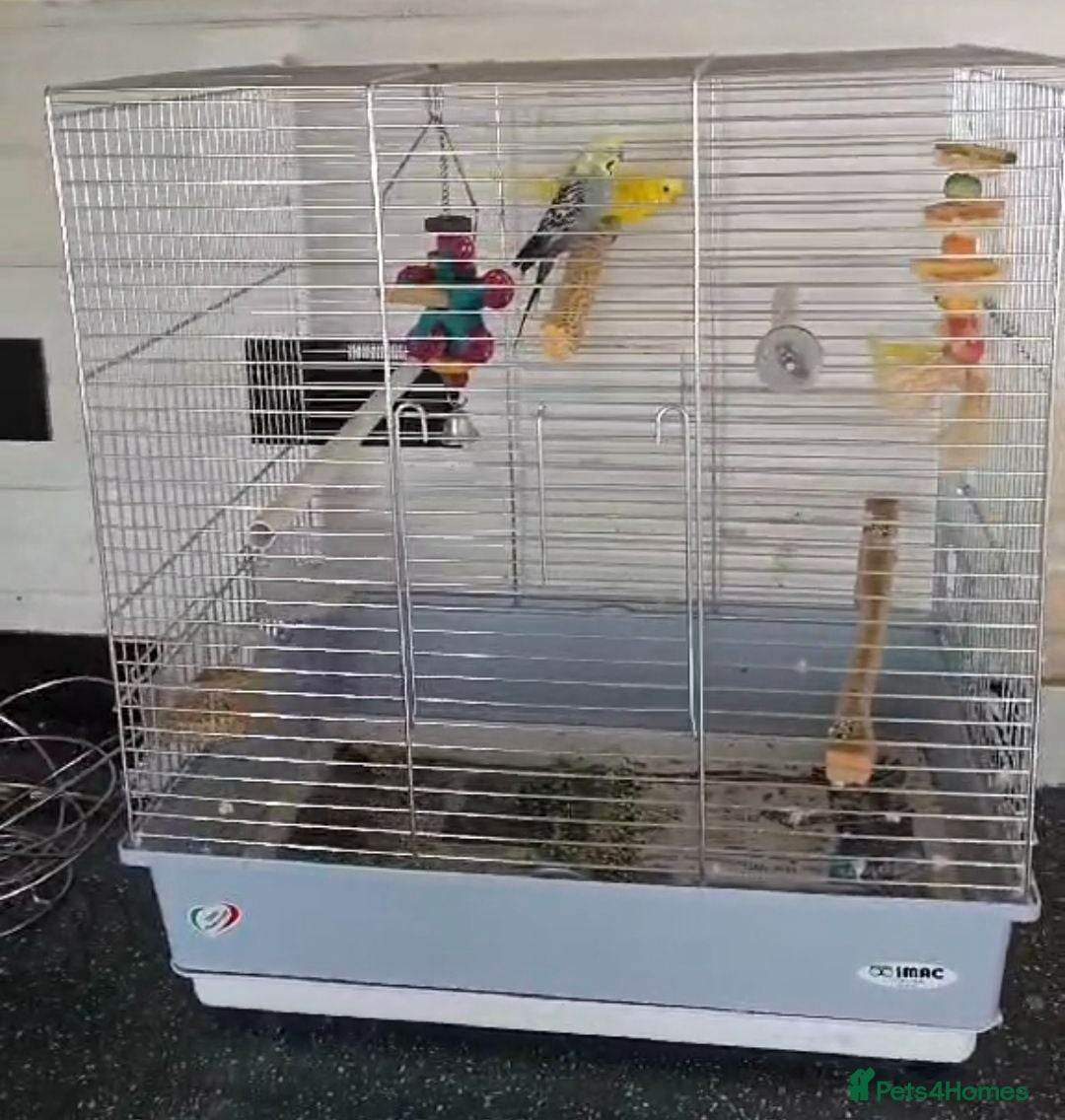 Budgerigars birds Male and female buggie  - Advert 2