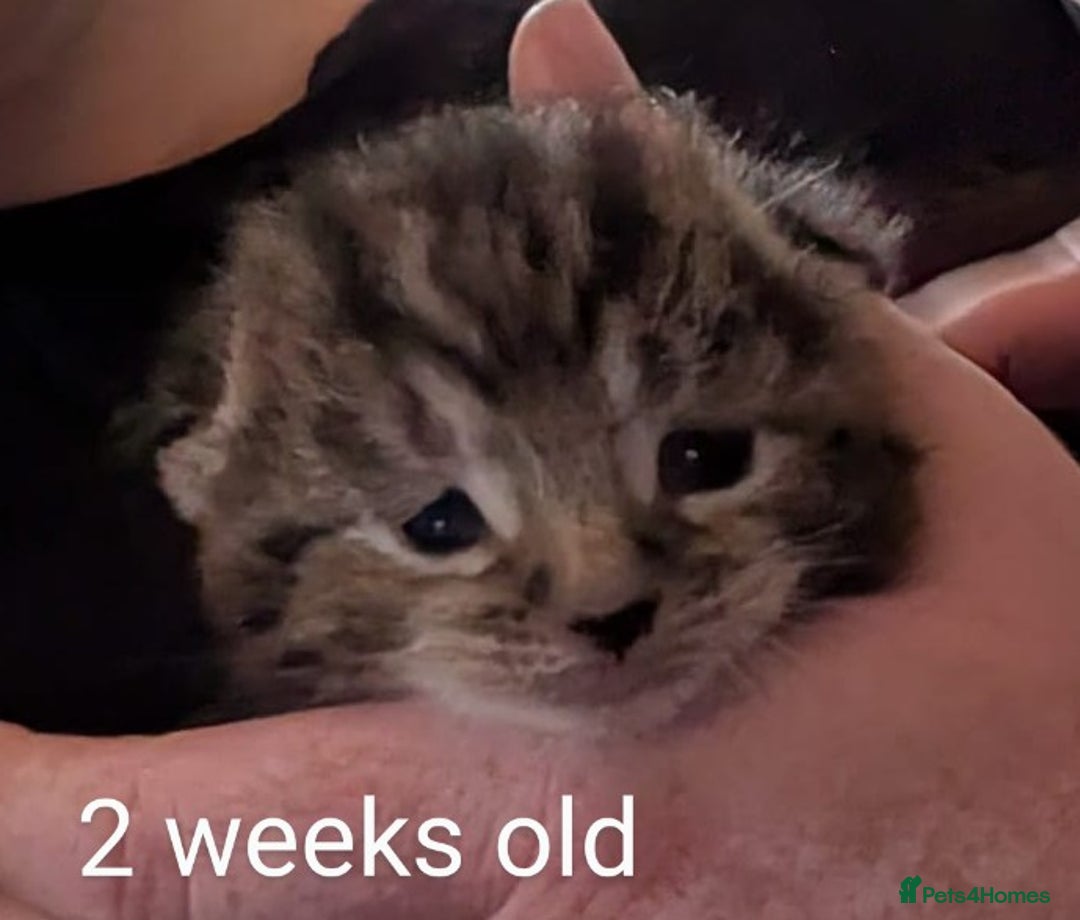 Bengal cats for sale: Male kitten Bengal X Calico  - Image 3