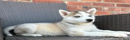 Siberian Husky dogs for sale: Siberian husky puppy boys  - Advert 6
