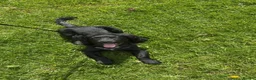 Cocker Spaniel dogs for sale: Puppy cocker - Advert 1