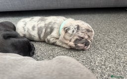 French Bulldog dogs for sale: French bulldog puppies looking for loving homes  - Image 24