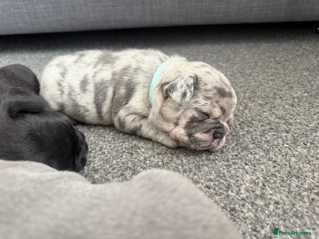 French Bulldog dogs for sale: French bulldog puppies looking for loving homes  - Image 24