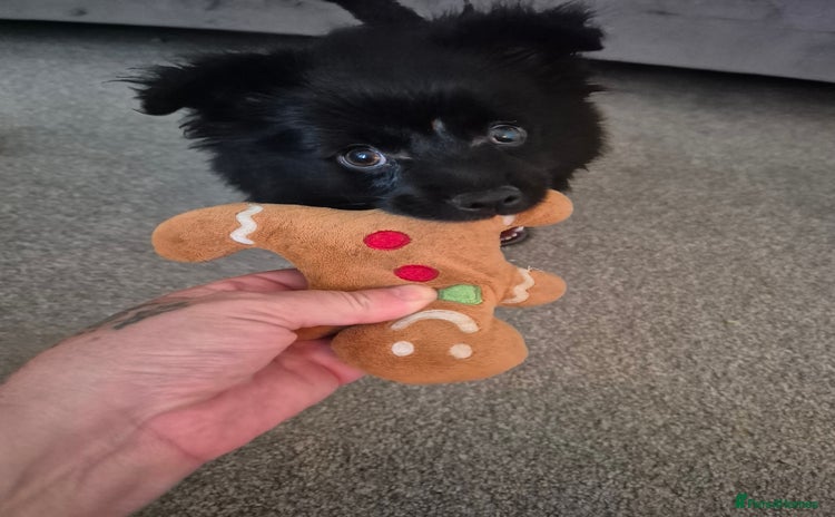 Pomapoo dogs - Advert 4