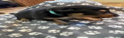 Mixed Breed dogs for sale: Border Collie x Kelpie Puppies in Caernarfon - Advert 15