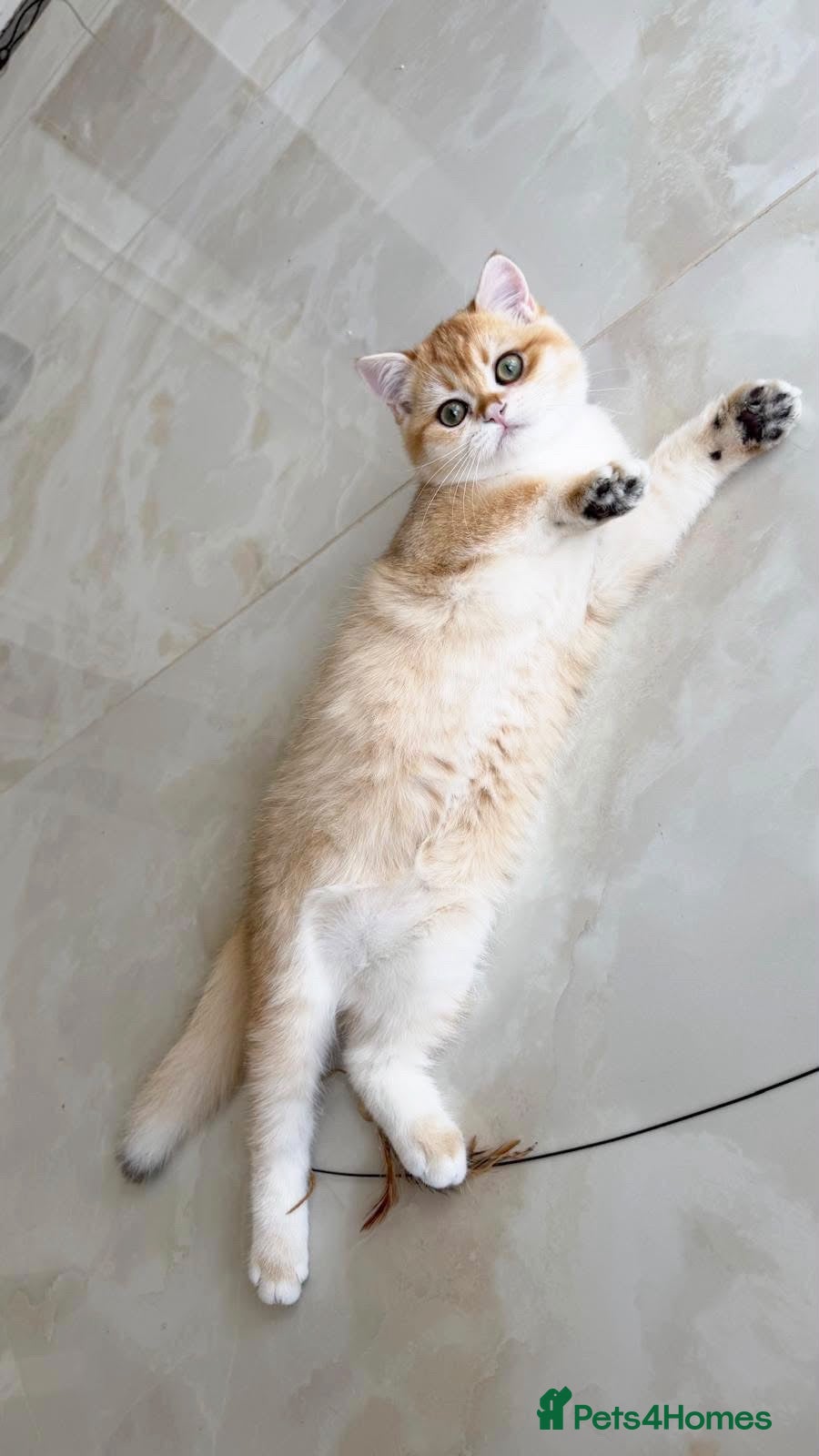 British Shorthair cats Last Golden British boy! Exceptional quality  - Advert 2