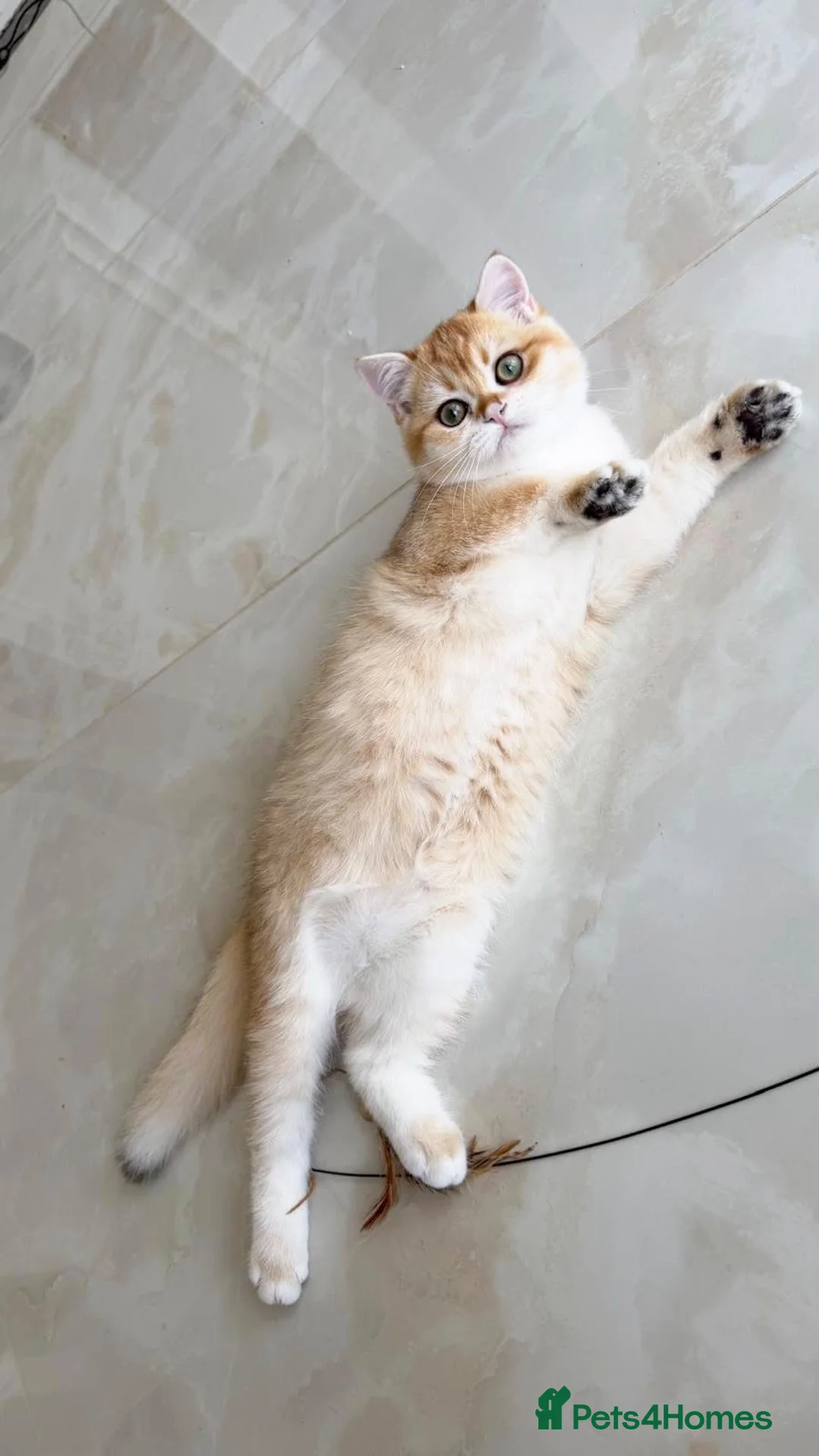 British Shorthair cats for sale: Last Golden British boy! Exceptional quality  - Advert 2