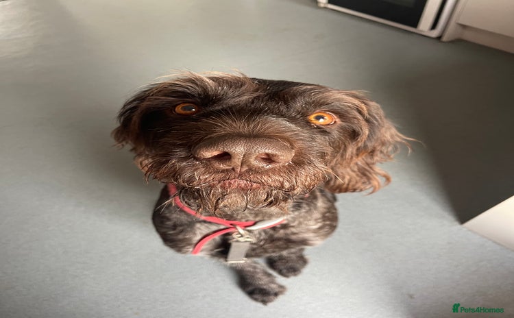 German Wirehaired Pointer dogs Wonderful family dog in York - Advert 5