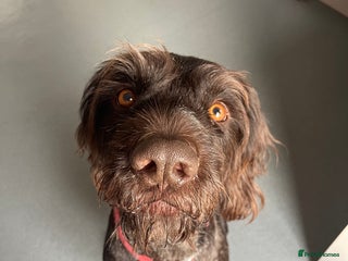 German Wirehaired Pointer dogs Wonderful family dog in York - Advert 2